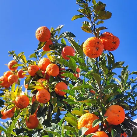 Contrada Del Raglio *